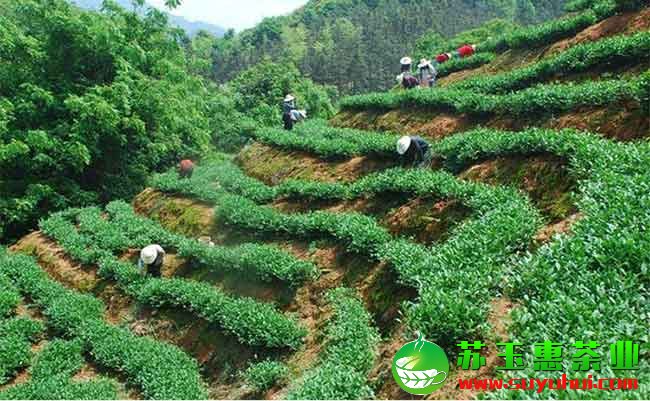 鐵觀音價(jià)格