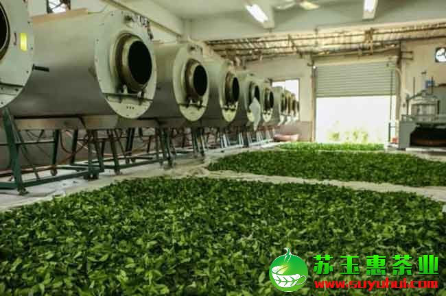 劍斗鐵觀音產地生產的茶好不好