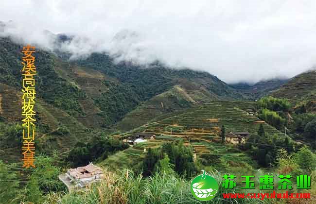 鐵觀音秋茶的產(chǎn)地收購價格是多少？毛茶與凈茶如何辨別