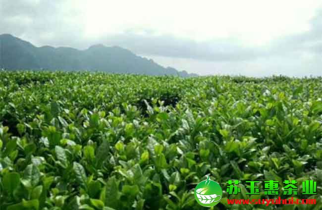 鐵觀(guān)音與武夷巖茶的采摘標(biāo)準(zhǔn)是什么呢?