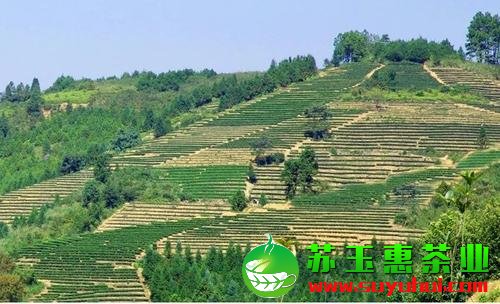 安溪鐵觀(guān)音春茶什么時(shí)候上市 鐵觀(guān)音春茶有什么特色