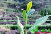 鐵觀音茶簡單實用的存儲方法