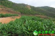 鐵觀音清香茶、濃香茶、碳培茶、正味茶、拖酸茶等制作工藝詳解