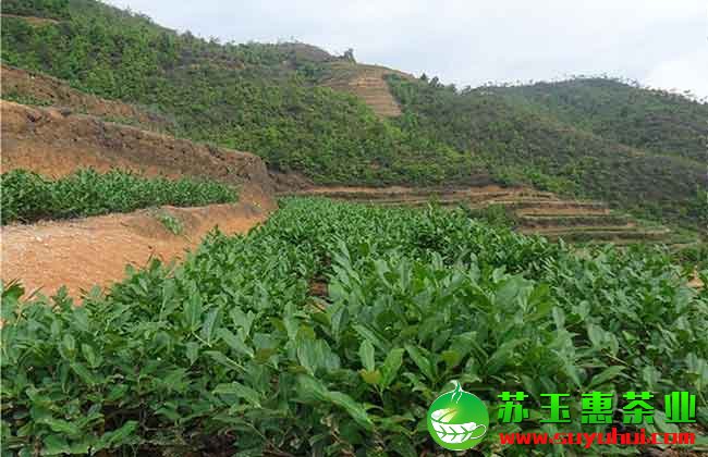 鐵觀音清香茶、濃香茶、碳培茶、正味茶、拖酸茶等制作工藝詳解