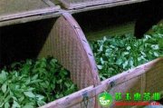 鐵觀音是怎么加工的呢？鐵觀音的搖青技術(shù)