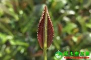 鐵觀音原產(chǎn)地主產(chǎn)區(qū)在哪里？